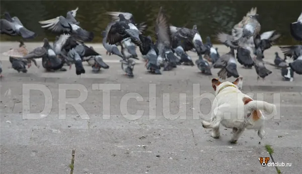 Хвост собаки индикатор настроения
