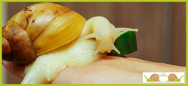 Как вы думаете, есть ли зубы у улитки?