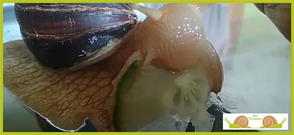 Ахатина ест огурец