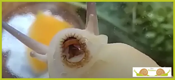 Сколько зубов у улитки. Рот ахатины