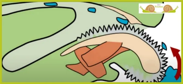 Строение жевательного аппарата улитки